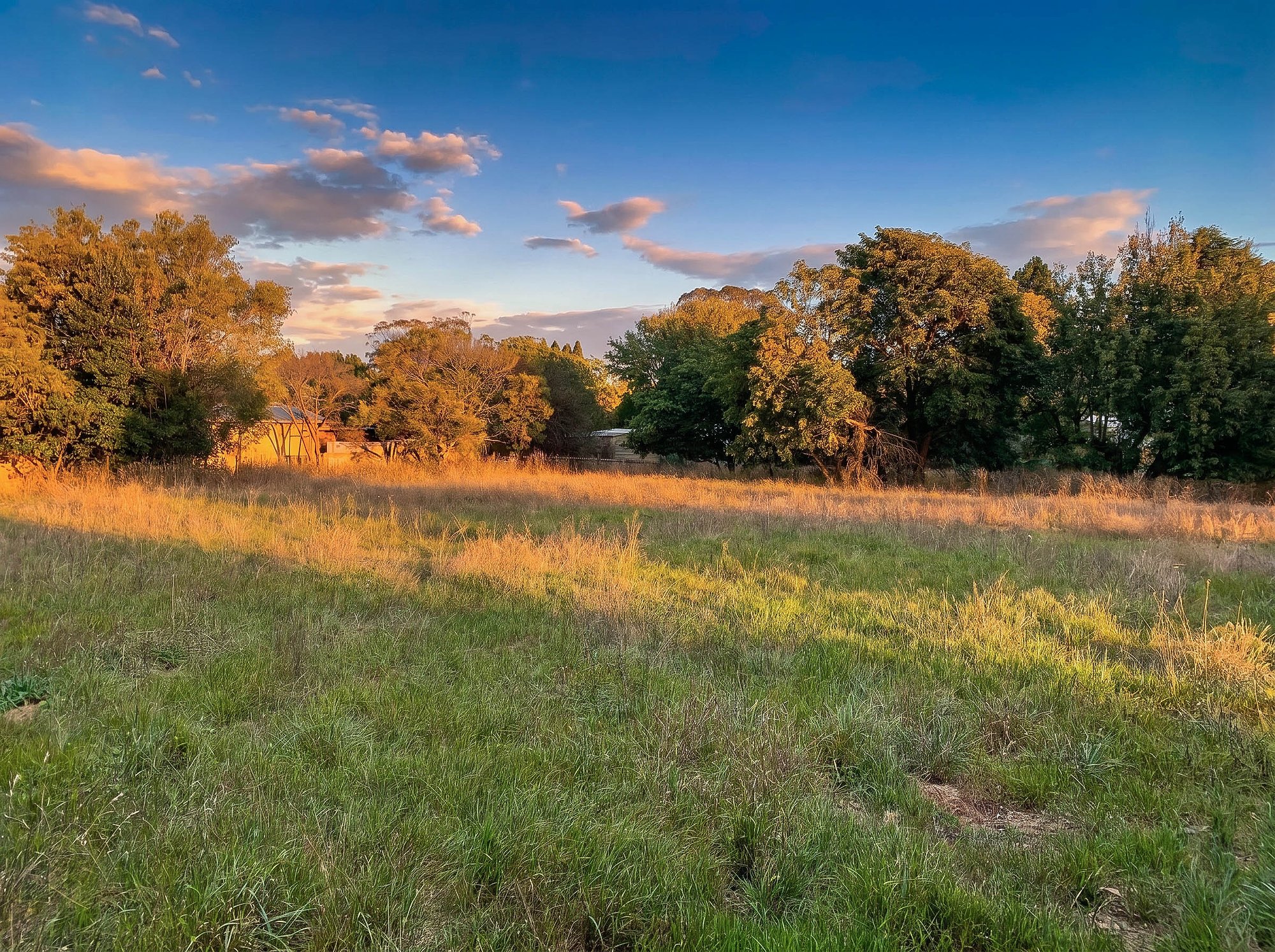 Golden hour light across native grasses and established trees in the Southern Highlands pastoral landscape.