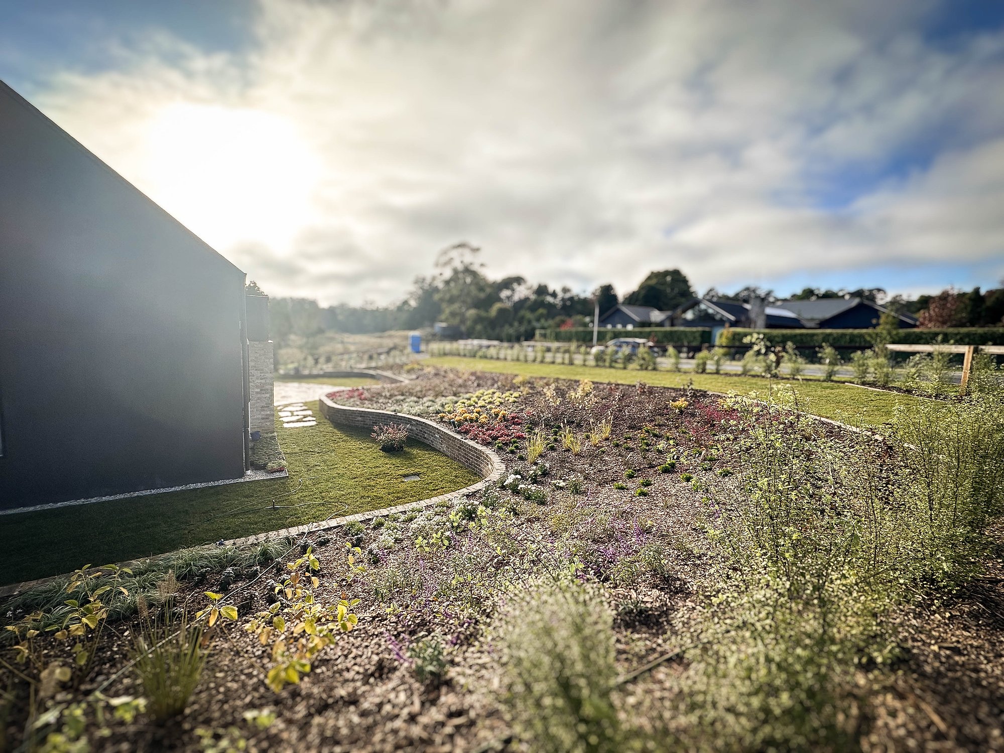 Native grasses and plantings establish across terraced garden beds beside contemporary residential architecture in the Southern Highlands.